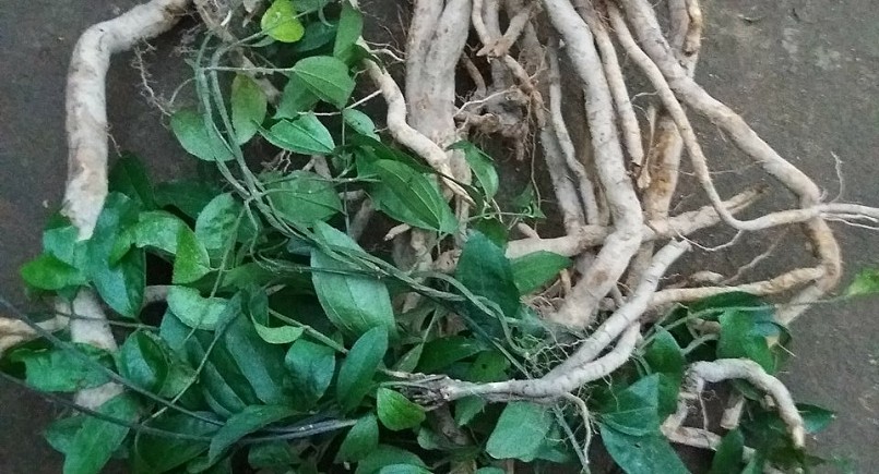 Sâm đá – loại sâm quý hiếm được mệnh danh là bậc thầy của các loại sâm của núi rừng Tây Bắc.