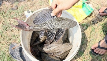 Bé gái 13 tuổi ở Kiên Giang tử vong nghi do ngộ độc cá lau kiếng