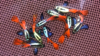 Chán làm ngân hàng đi nuôi cá 7 màu, bỏ vốn 5 triệu giờ có 300 bể cá trị giá trên 1 tỷ đồng