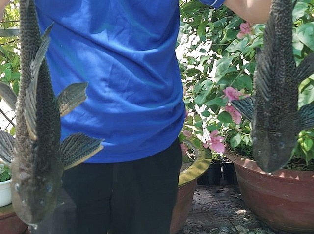 Gần đây, nhiều người hay chế biến món ăn từ cá lau kiếng