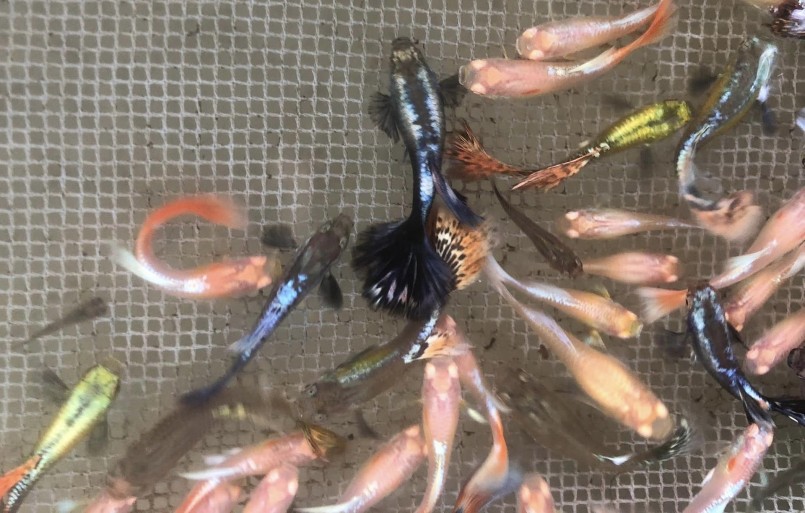 trang trại của anh Huyền thường xuyên duy trì khoảng một triệu cá 7 màu thương phẩm trang trại của anh Huyền thường xuyên duy trì khoảng một triệu cá 7 màu thương phẩm