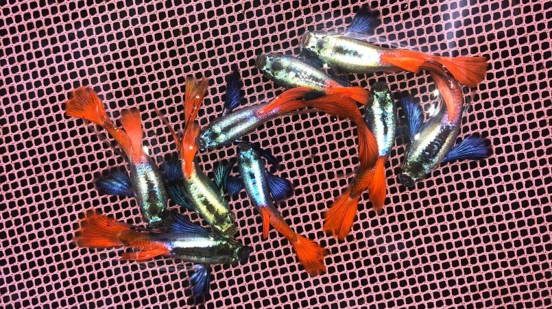 Anh Huyền rẽ ngang sang nuôi cá bảy màu và đem lại hiệu quả kinh tế cao. Anh Huyền rẽ ngang sang nuôi cá bảy màu và đem lại hiệu quả kinh tế cao.