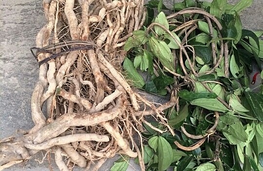 Với những công dụng với sức khỏe, sâm đá được khai thác ồ ạt.