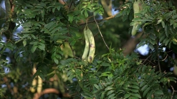 Quả bồ kết quý cỡ nào mà người dân phơi chưa khô doanh nghiệp đã đến hỏi mua