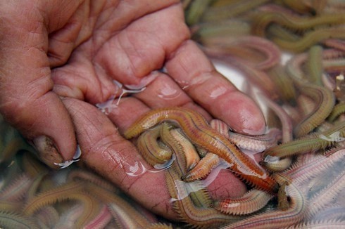 Con Rươi có vẻ ngoài khiến nhiều người sợ và e dè Con Rươi có vẻ ngoài khiến nhiều người sợ và e dè