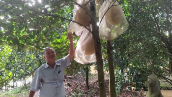 Bỏ sầu riêng trồng mít ruột đỏ bị mắng 'liều mạng" giờ cho quả to đùng lão nông thu 3 tỷ mỗi vụ