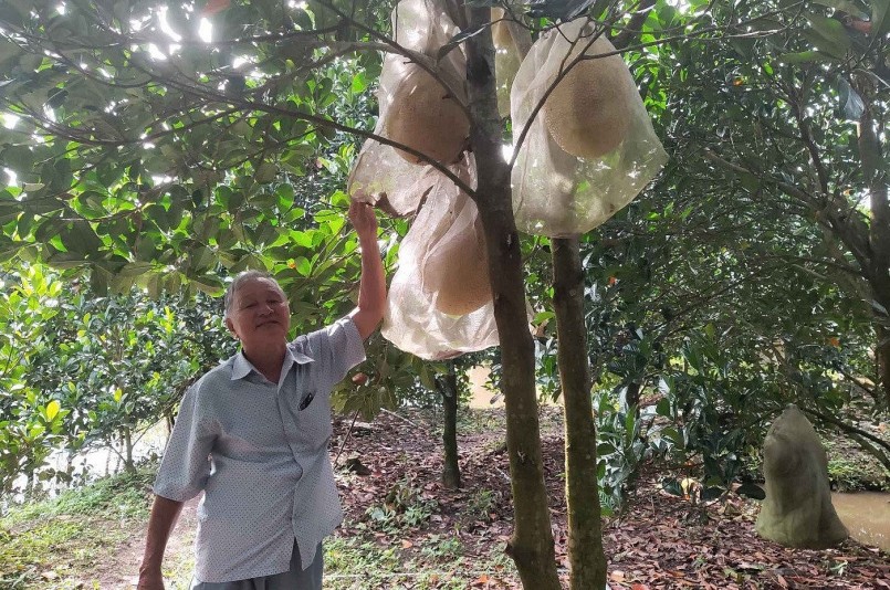 Lão nông Hai Trắng đi tiên phong trồng mít ruột đỏ ở địa phương sau khi chặt bỏ sầu riêng, măng cụt.