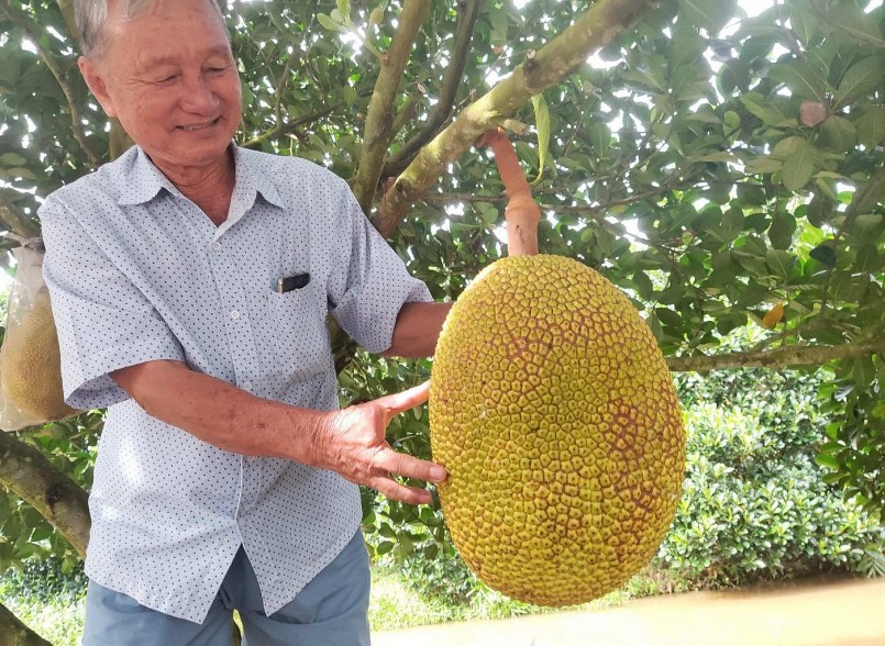 Vườn mít 7 năm tuổi của ông Hai Trắng cho trái to, bán giá cao, giúp ông thu về 3 tỷ mối vụ.