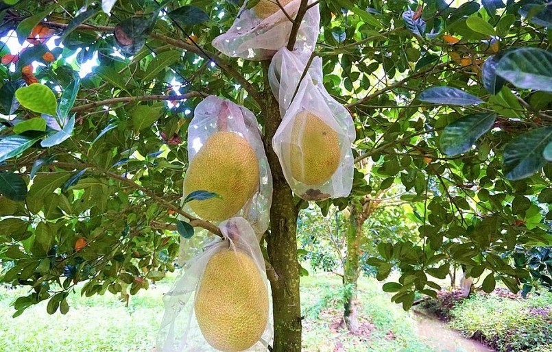 Mít ruột đó được bao túi ni lông nên cho trái đẹp và không bị sâu hại.