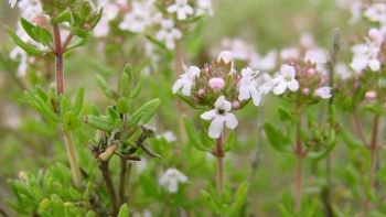 Tác dụng hữu ích của cỏ xạ hương