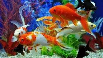 Nghỉ việc công ty nước ngoài về nuôi cá cảnh, nuôi chơi mà giờ thu 1 tỷ mỗi năm còn giúp hàng nghìn người làm giàu