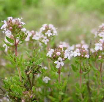 Tác dụng hữu ích của cỏ xạ hương