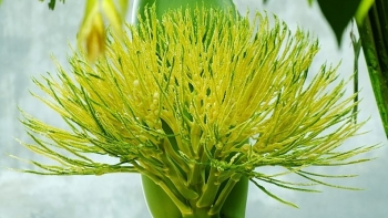 3 loại hoa vườn quê nhà nào cũng có là “vị thuốc quý” bổ tim, bảo vệ lá gan