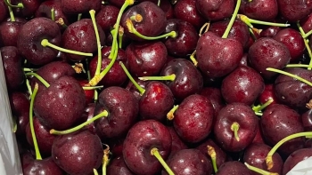 Nho đỏ Trung Quốc được “hô biến” thành Ruby Roman, cherry nhập khẩu “đổ bộ” chợ Việt giá rẻ chưa từng có