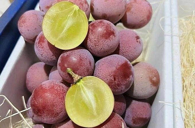 Nho Queen Nina được gắn mác Ruby Roman bán với giá rẻ. Nho Queen Nina được gắn mác Ruby Roman bán với giá rẻ.