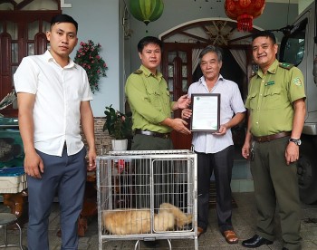 Lâm Đồng: Người dân giao nộp cá thể vượn đen má vàng quý hiếm nặng khoảng 8kg