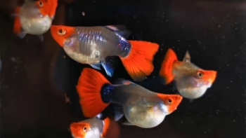 Đầu tư 1,2 triệu đồng chơi cá cảnh bất ngờ tạo ra 150 hồ nuôi lãi trăm triệu mỗi năm