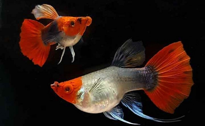 Hiện tại, anh Thắng nuôi khoảng 10 dòng cá kiểng, như: Koi Guppy, Koi Red Ear RB; Guppy Short, rồng xanh, rồng tím, rồng đỏ… 