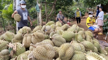 Diện tích tăng vọt, tỉnh Đắk Lắk bàn giải pháp kết nối tiêu thụ sầu riêng bền vững