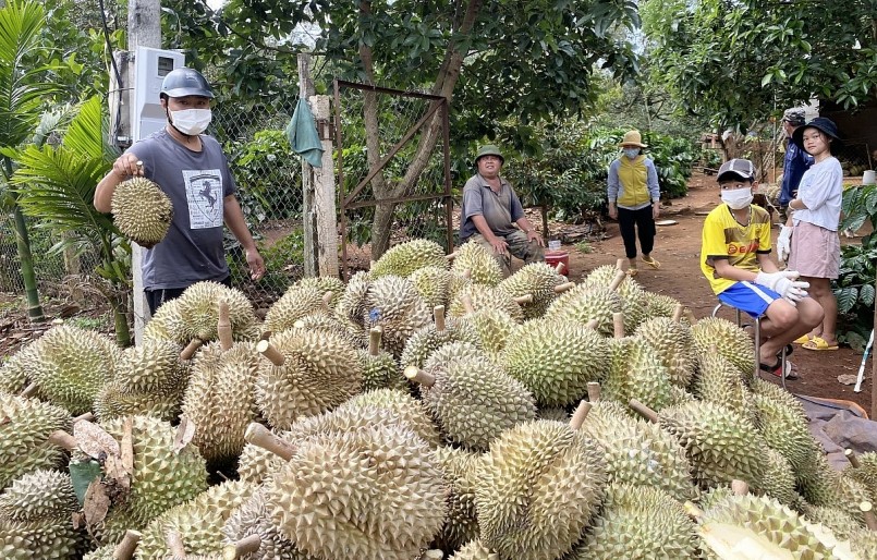 diện tích và sản lượng sầu riêng trên địa bàn tỉnh ngày càng tăng