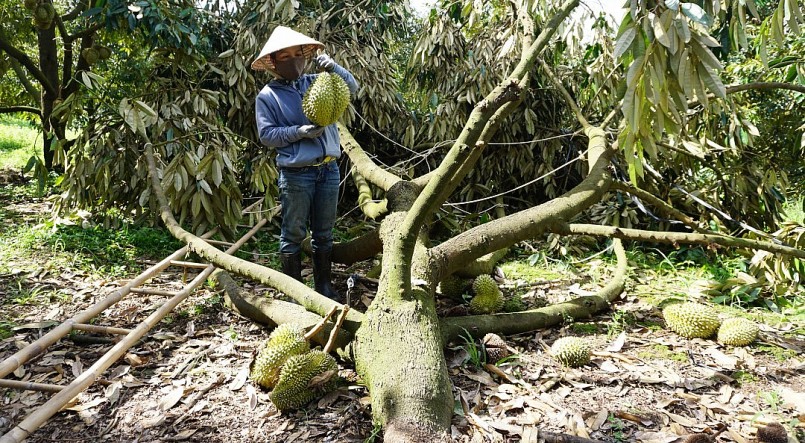 Sầu riêng lâu năm của người dân thôn Cam Khánh (xã Sơn Lâm) bị bật gốc, rụng hết quả do mưa đá kèm gió lốc chiều 13-7.