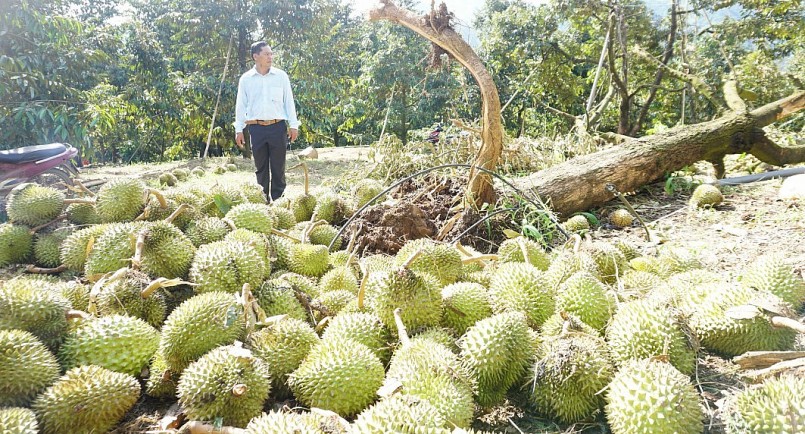 Sầu riêng bị rụng lần này chưa đủ độ già nên gần như người trồng mất trắng.