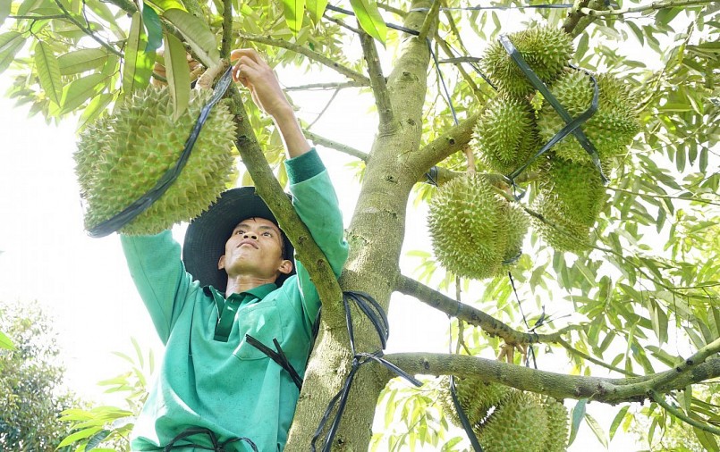 Nhà vườn trồng sầu riêng ở Khánh Sơn cột quả để giảm thiểu thiệt hại khi có mưa, gió lớn.