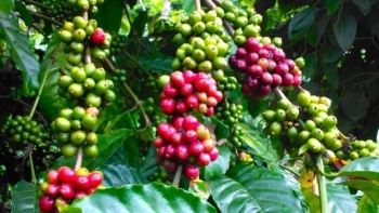 Giá nông sản hôm nay 15/7: Cà phê tăng khởi sắc, hồ tiêu chưa thể vượt đỉnh 70.000 đồng/kg