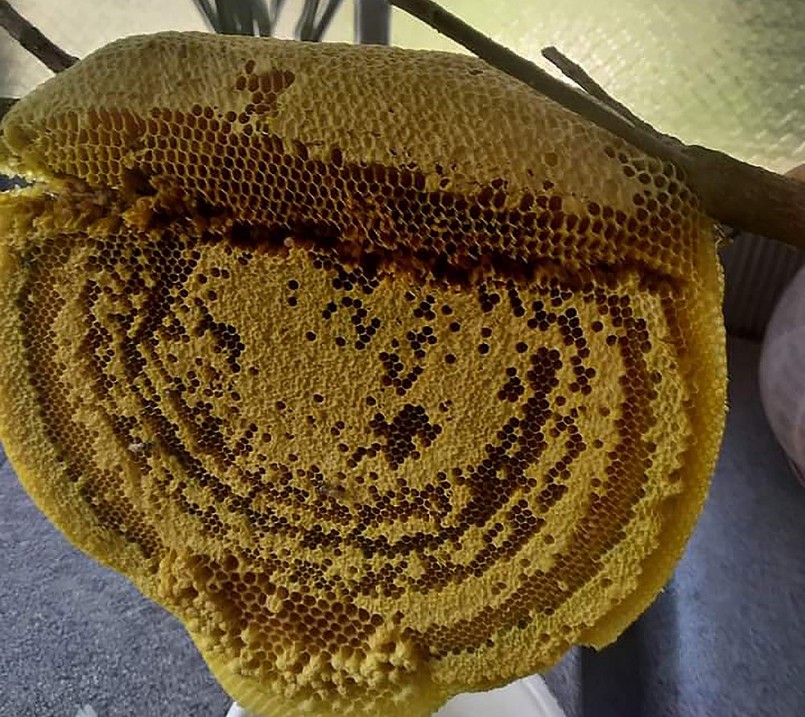 Tổ ong ruồi đến kỳ cho mật.