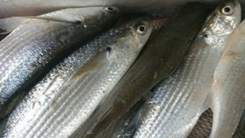 Loại cá xưa ít người ăn, giờ thành đặc sản ngon bổ rẻ, xuất hiện trong thực đơn nhà hàng