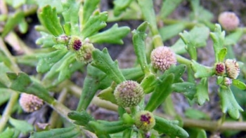 Tác dụng của cây cỏ the