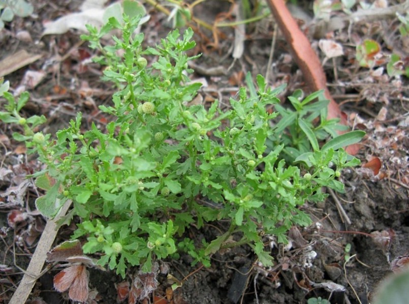 Tác dụng của cây cỏ the Tác dụng của cây cỏ the