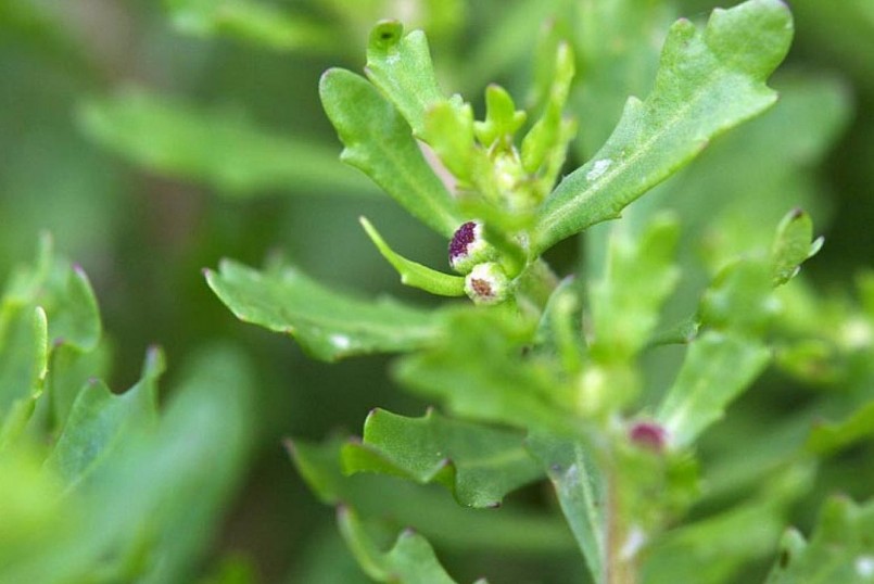 Tác dụng của cây cỏ the Tác dụng của cây cỏ the