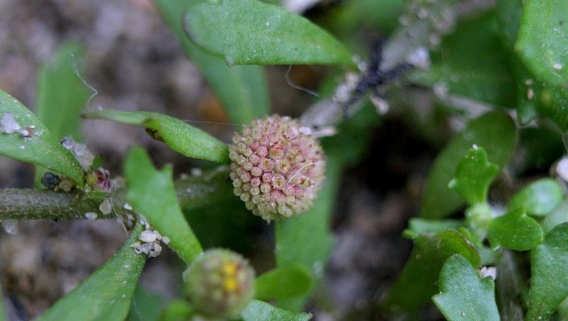 Tác dụng của cây cỏ the Tác dụng của cây cỏ the