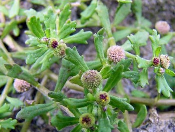 Tác dụng của cây cỏ the