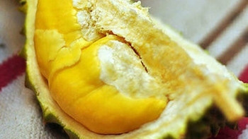 Những vườn sầu riêng miền Tây ngon quên lối về