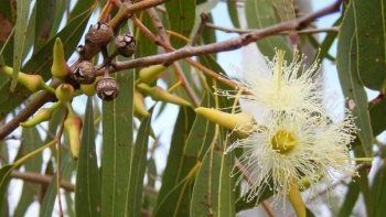 Trồng 5 loại cây này trong nhà, muỗi sợ “khiếp vía” không dám vo ve