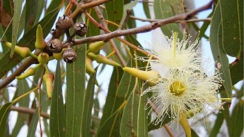 Trồng 5 loại cây này trong nhà, muỗi sợ “khiếp vía” không dám vo ve