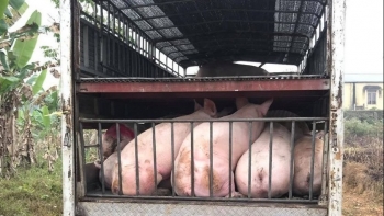 Giá heo hơi hôm nay 16/7: Kìm lại ở đỉnh 66.000 đồng/kg xuất heo thuận lợi, lo ngại heo nhập lậu qua biên giới