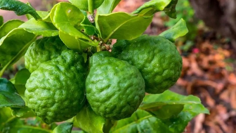 Trái chúc là đặc sản ở An Giang