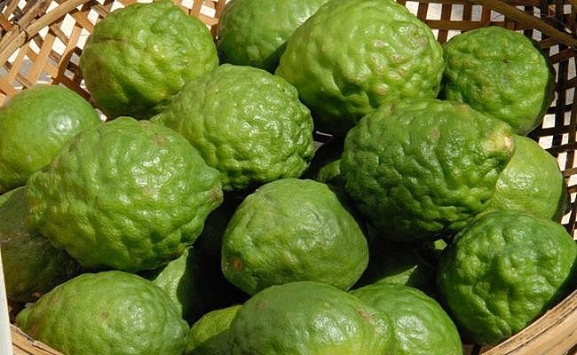 Cây chúc càng lâu năm trái càng sai