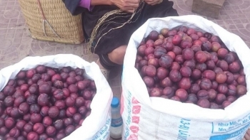 Giống mận lạ ruột đỏ như máu, ăn ngọt lịm tim giá lên đến 100.000 đồng mỗi kg