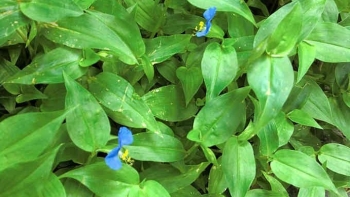 Thứ rau xưa cho lợn ăn, gặp mưa là mọc tua tủa, nay đem nấu canh kiểu này ăn rất ngon, ai không thử tiếc hùi hụi