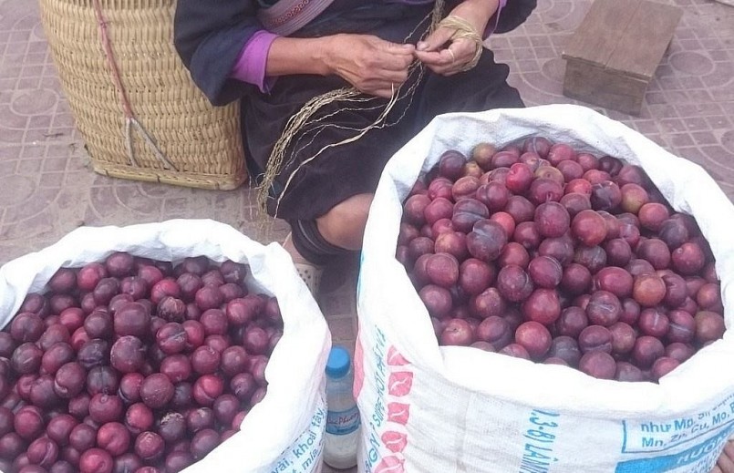 Mận Tả Van là giống mận quý 