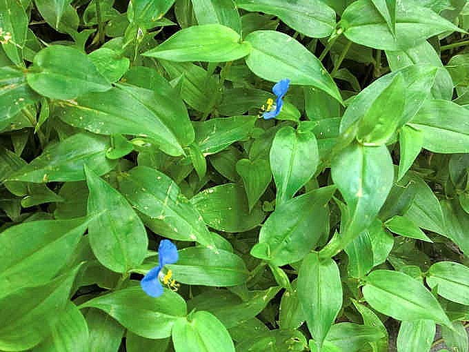 Rau trai hay còn gọi là thài lài