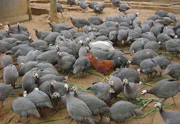 Giống gà bay giỏi như chim, xưa ít người biết đến, nay thành đặc sản trong nhà hàng 150.000 đồng/kg