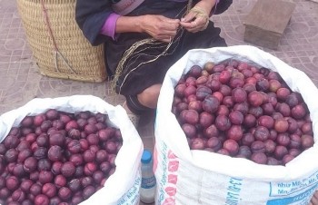 Giống mận lạ ruột đỏ như máu, ăn ngọt lịm tim giá lên đến 100.000 đồng mỗi kg