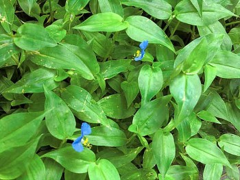 Thứ rau xưa cho lợn ăn, gặp mưa là mọc tua tủa, nay đem nấu canh kiểu này ăn rất ngon, ai không thử tiếc hùi hụi