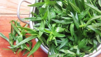 4 món ngon từ rau ngổ