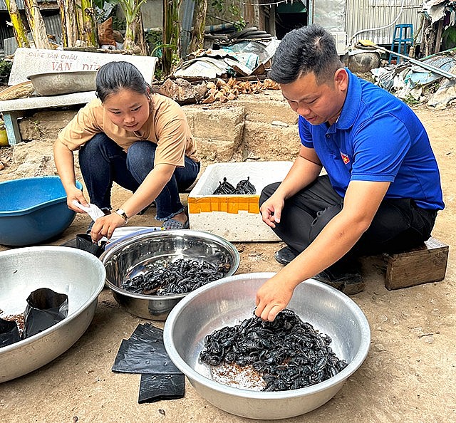 Yến Nhi thu hoạch bò cạp thương phẩm Yến Nhi thu hoạch bò cạp thương phẩm